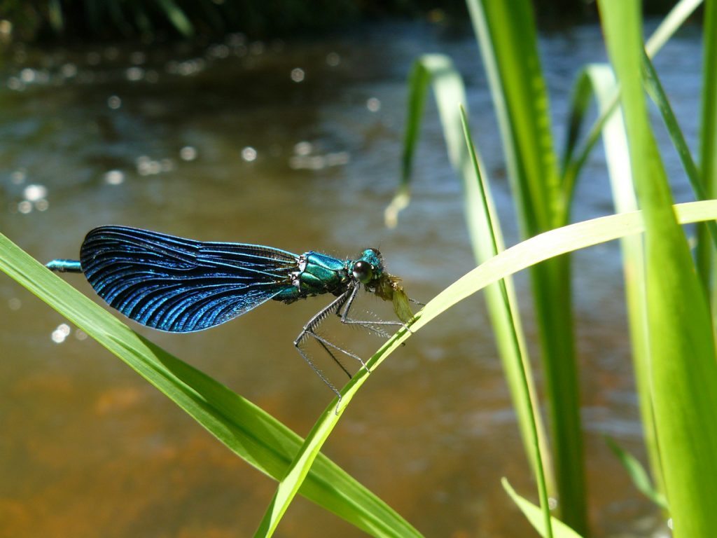 demoiselle