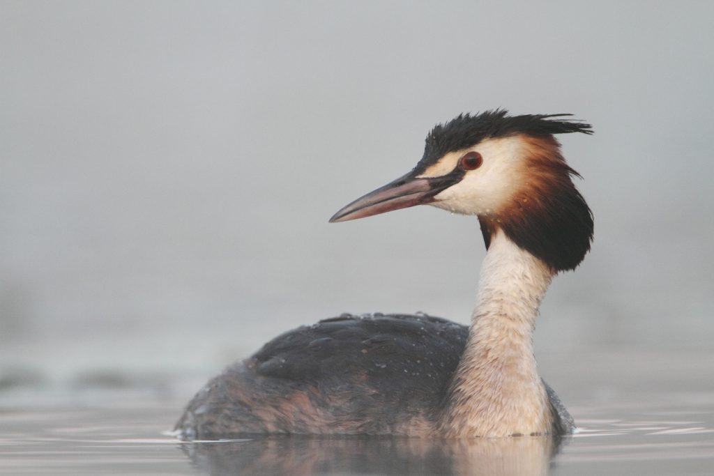 grebe-huppe