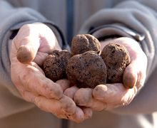 truffes-des-orges