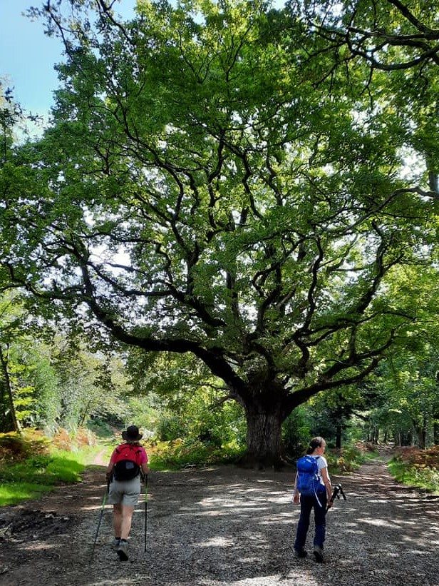 arbre-remarquable-jeanclaudegranet