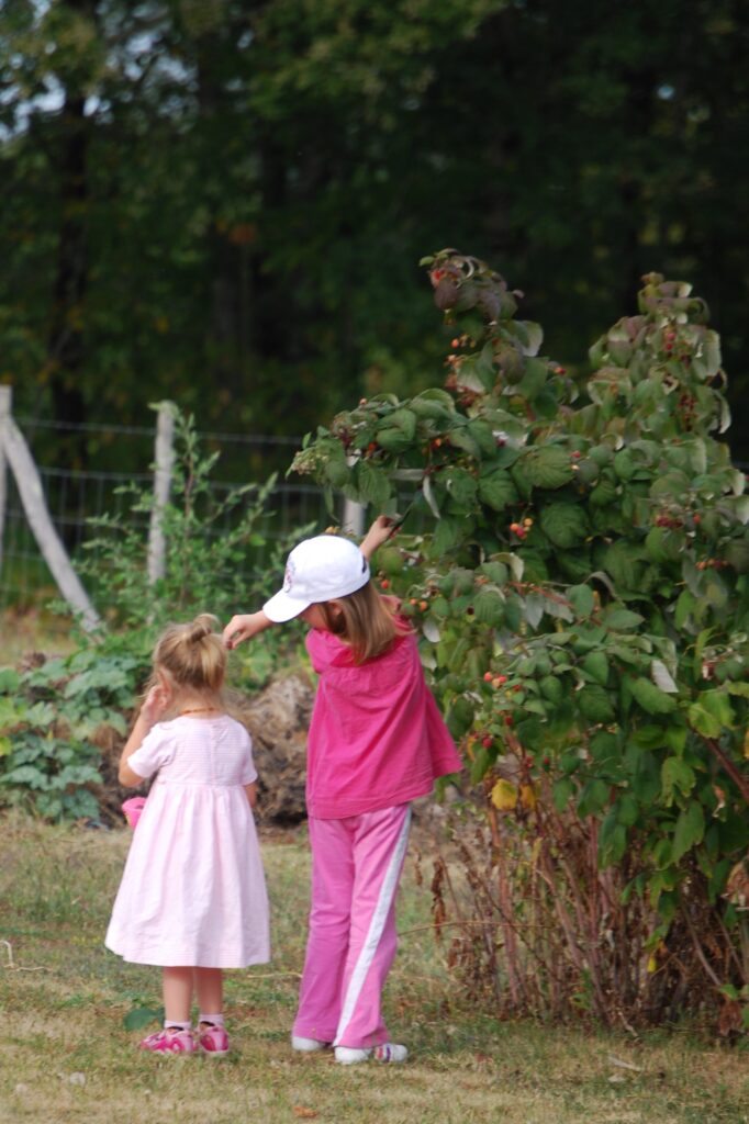 cueillette-de-jardin-framboise