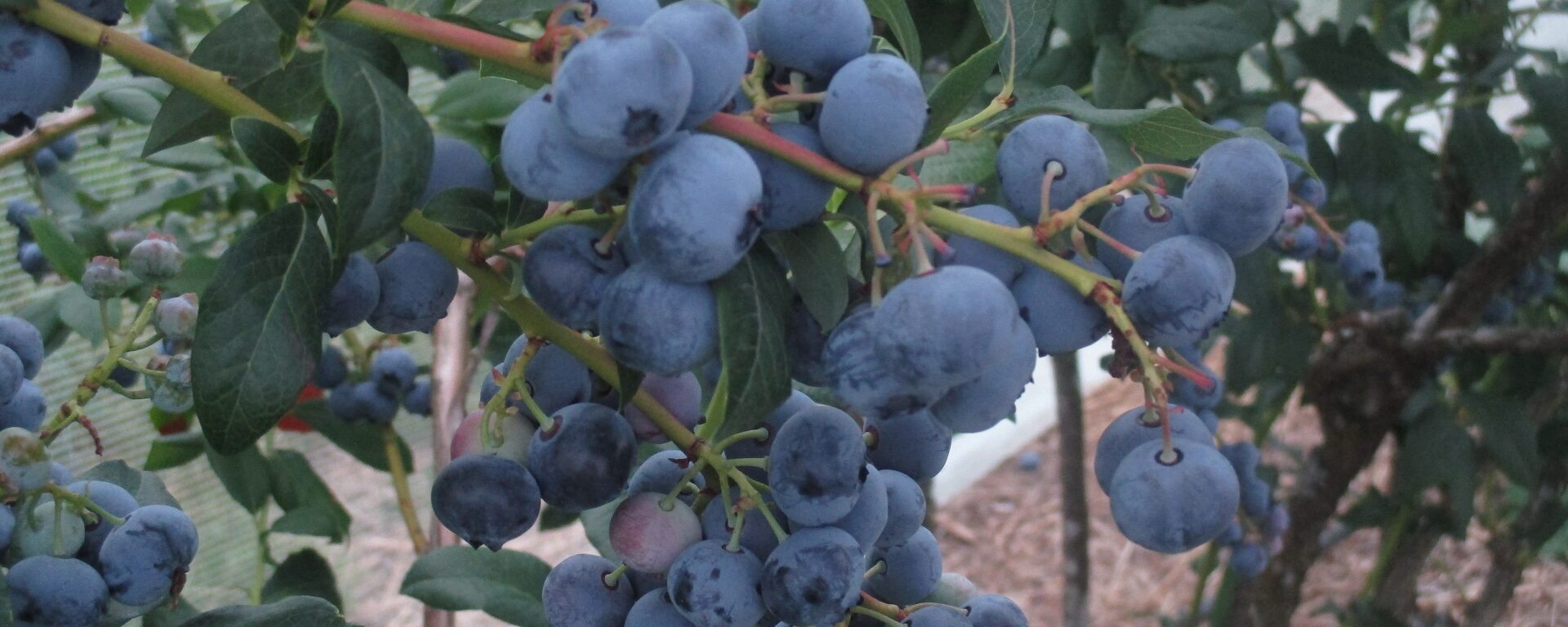 fruits-myrtilles-guy-lagorce-perigord-limousin-aspect-ratio-2000-800