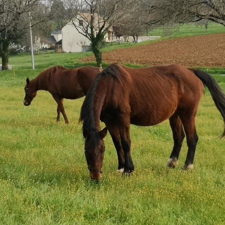chevaux-au-pre
