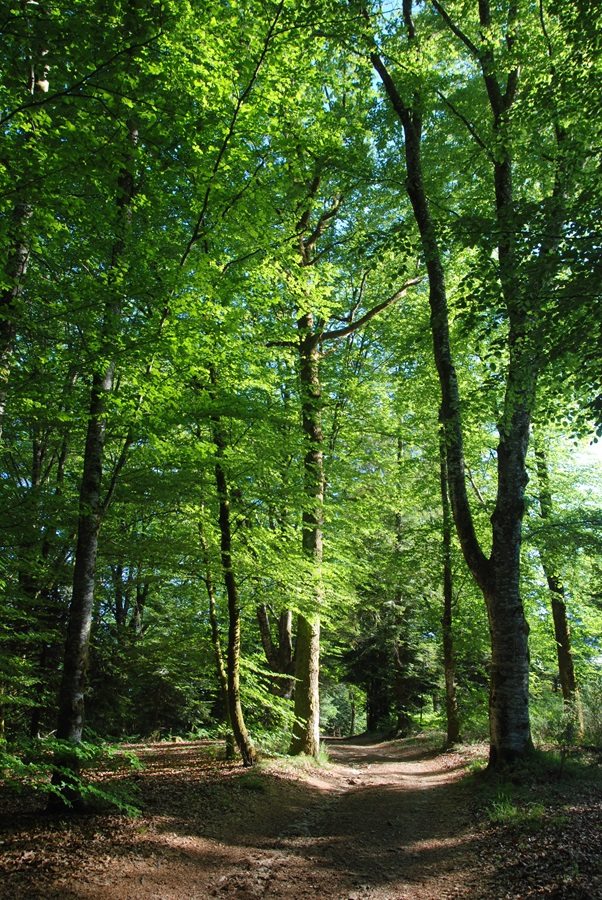 douche-forestiere-c-photoc-la-barde-chataigniers-foret-ete