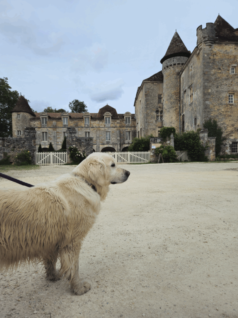 saint-jean-de-cole-ami-des-chiens-7