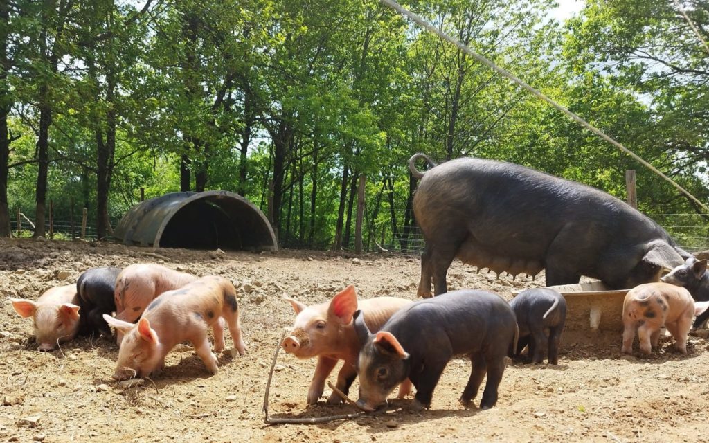 cochons