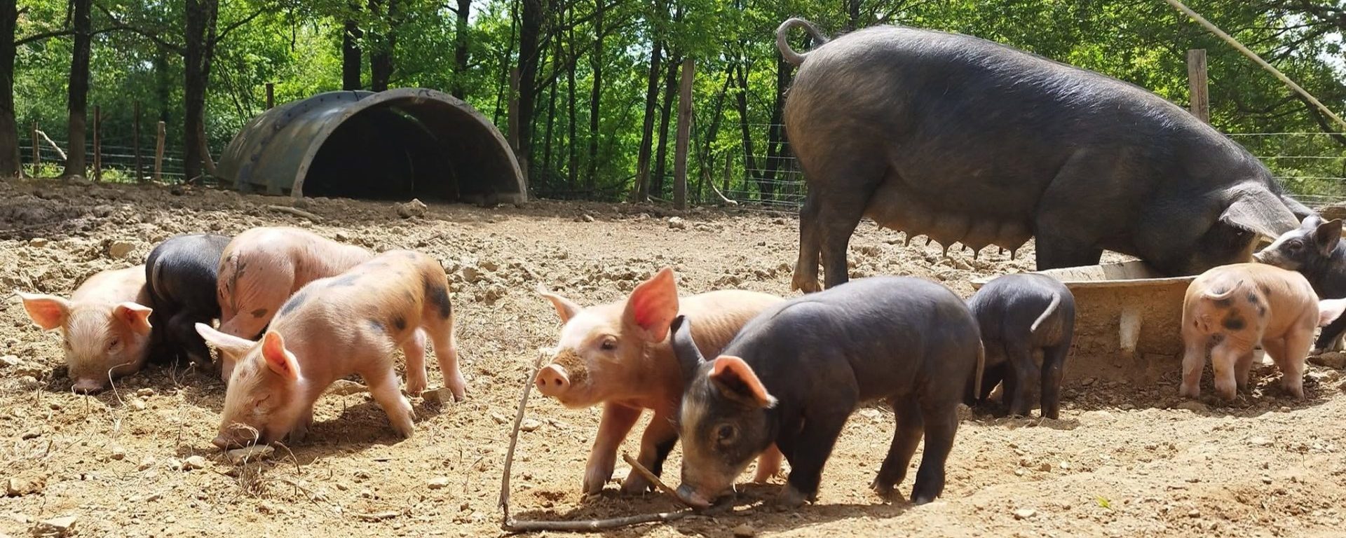 cochons-aspect-ratio-2000-800