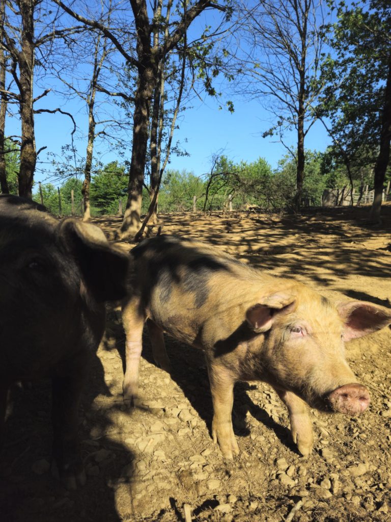 les-cochons-02