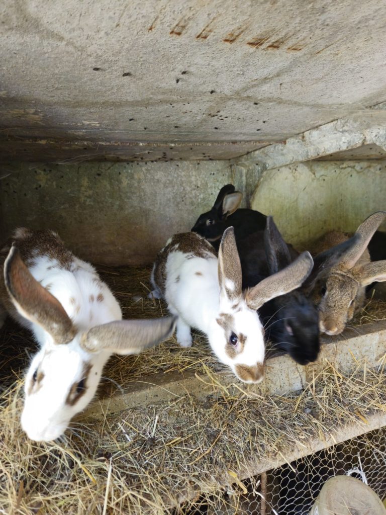 les-lapins