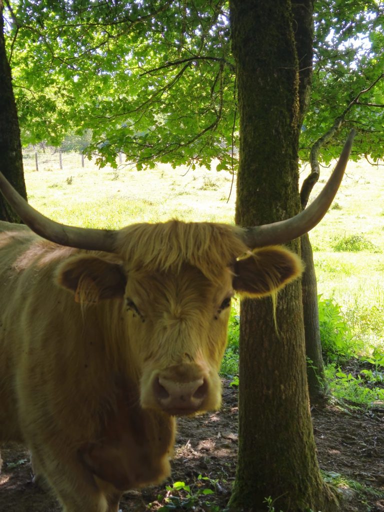 les-vaches